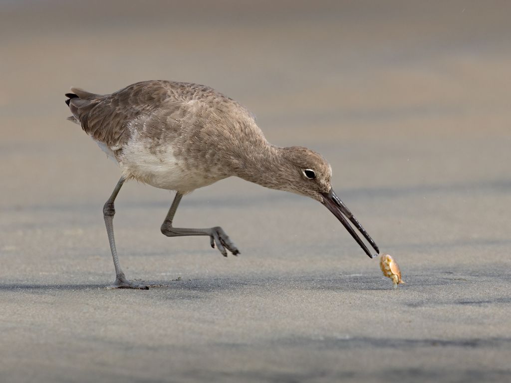 Wildlife Bird Island Coastal Reserve